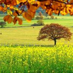 Prepare forages, pastures for the fall harvest pasture