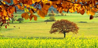 Prepare forages, pastures for the fall harvest pasture