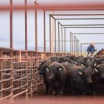 Smells of the cattle auction cattle herd