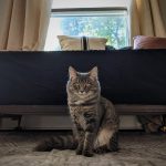 Kym Seabolt's cat, Kai