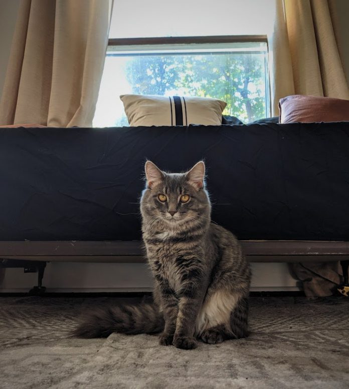 Kym Seabolt's cat, Kai