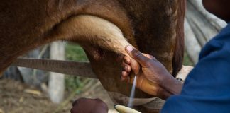 Years of waking up early to milk become ingrained milking a cow