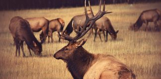 elk