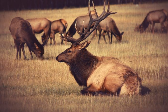 elk