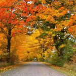 The road to a happy life fall road