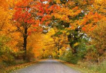 The road to a happy life fall road