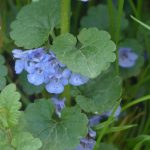 How to manage ground ivy in your lawn ground ivy