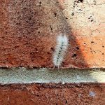 How to identify venomous caterpillars in Ohio hickory tussock moth caterpillar
