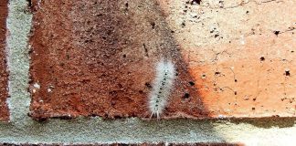How to identify venomous caterpillars in Ohio hickory tussock moth caterpillar