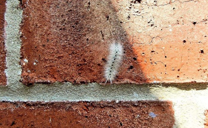 hickory tussock moth caterpillar hickory tussock moth caterpillar