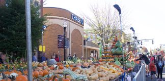 Pumpkins on display tables at a pumpkin show.
