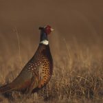 Agencies work together to conserve wild pheasant populations Ring-necked pheasants