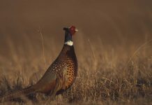 EQIP funding will help improve upland bird habitat Ring-necked pheasants