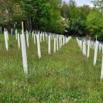 Planning and planting for wildlife planting for wildlife