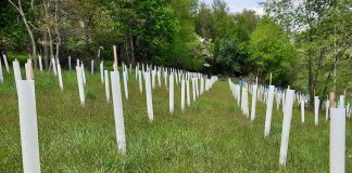 Planning and planting for wildlife planting for wildlife