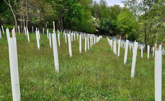 planting for wildlife planting for wildlife