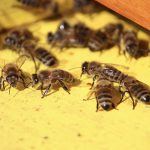 Beekeepers seek out resilient feral honey bees Feral honey bees