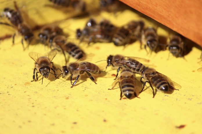 Feral honey bees Feral honey bees