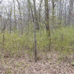 Buckthorn creates problems for forests, wildlife and agriculture buckthorn