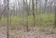Pennsylvania bans sale of three invasive plants buckthorn