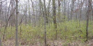 Pennsylvania bans sale of three invasive plants buckthorn