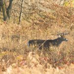 Deer archery hunting began Sept. 13 in CWD surveillance area deer