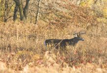 Deer archery hunting began Sept. 13 in CWD surveillance area deer