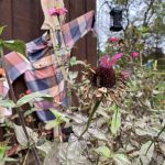 How to collect and plant native wildflower seeds Coneflower seedheads