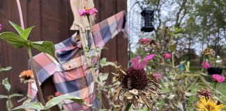 How to collect and plant native wildflower seeds Coneflower seedheads