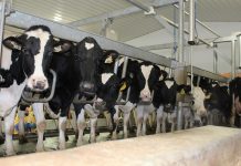 Longevity in dairy cows matters to climate change Dairy cows