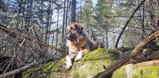 A livestock guardian dog’s view Colter livestock guardian dog