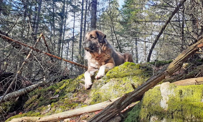 TarmaShenaColter_edited Colter livestock guardian dog