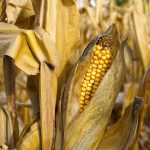 Outside markets pause uptrend corn