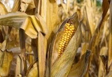 A tough 2024 gets tougher corn