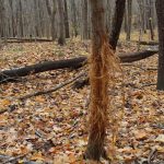 Young hunters know the signs of pre-rut season deer rub