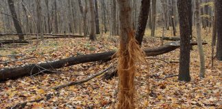 Young hunters know the signs of pre-rut season deer rub