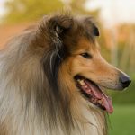 Pets provide doggone good memories collie