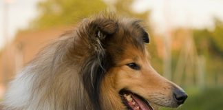 Pets provide doggone good memories collie