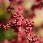 japanese barberry