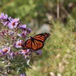 Observe an attitude of gratitude all year monarch on New England aster