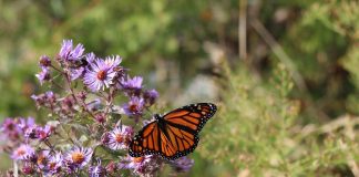 monarch on New England aster