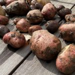 How to harvest homegrown potatoes potatoes