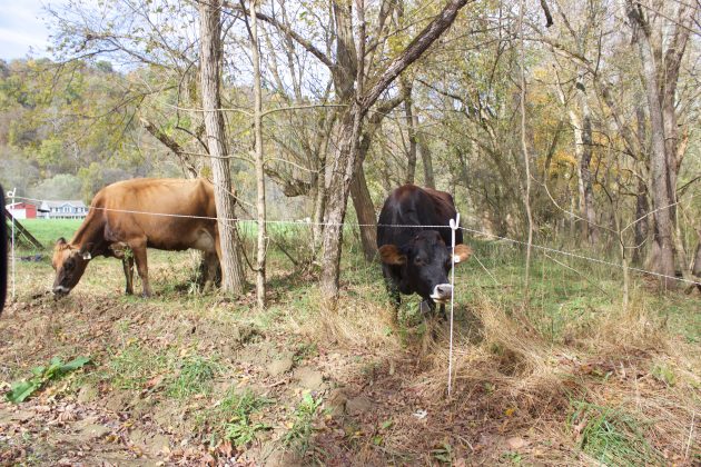 Dairy cows behind a fence at the Big Wheeling Agrarian Center