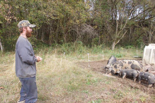 A farmer stands in front of a pen with hogs.