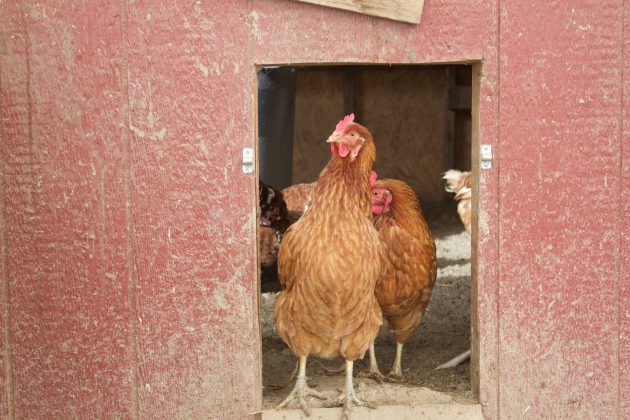 A chicken looks out of a chicken coop on a farm.