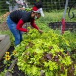 Homewood Historical Community Farm