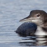 Great Lakes host a myriad of ducks, gulls and other birds during winter common loon