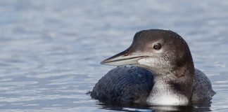 common loon