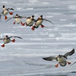 How to start birding in Ohio Red-breasted mergansers