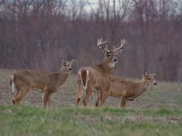 Working together benefits everyone deer